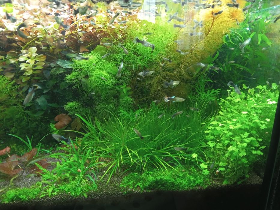 РАСТЕНИЯ в аквариум
