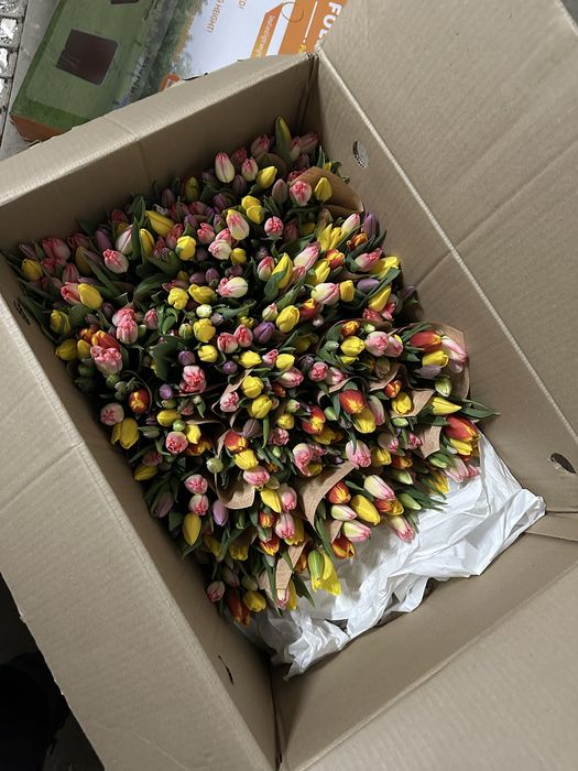 Оптом тюльпаны 420 тг | Алматы