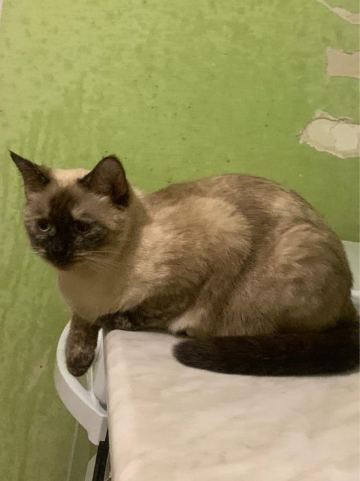 Отдам кошек в добрые руки