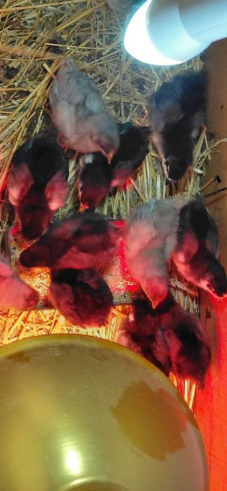 Pui australorp albastri si negri de o zi