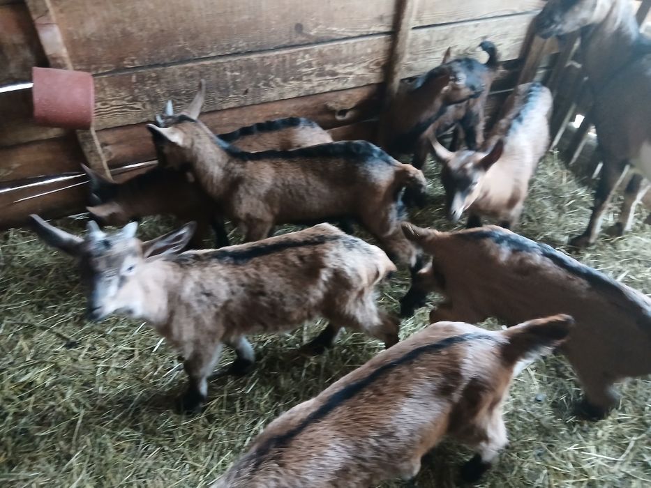 Vând sau schimb iezi