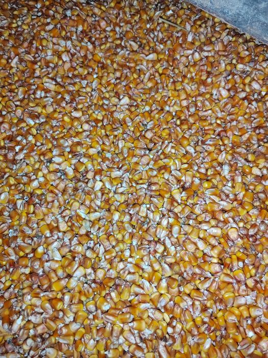 Vând porumb boabe