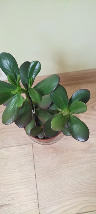 Стайно Цвете Красула  Дървото на Живота