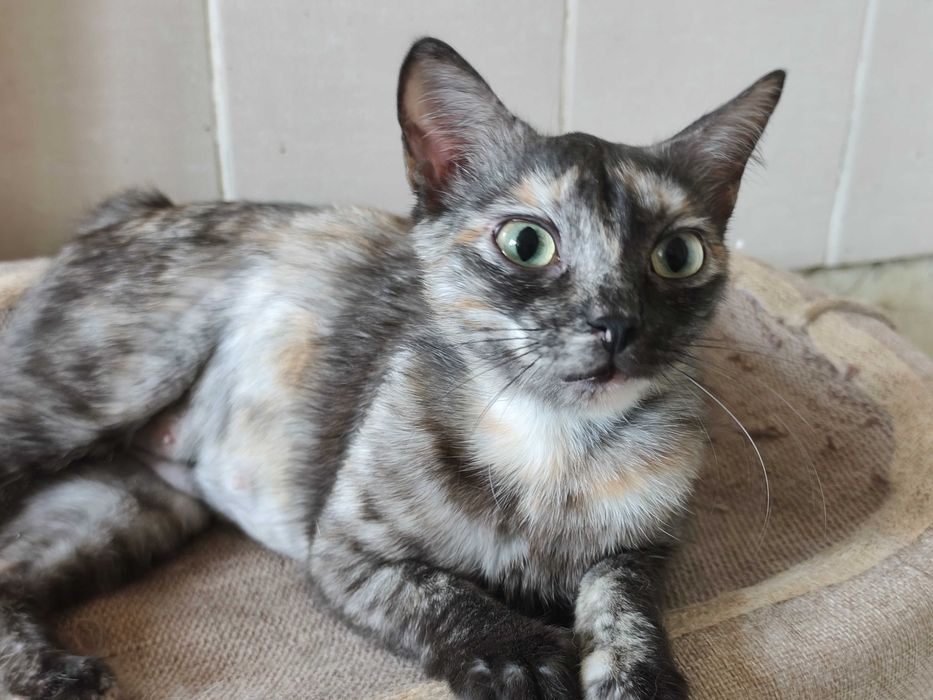Стерилизованная кошечка Ряба ищет дом