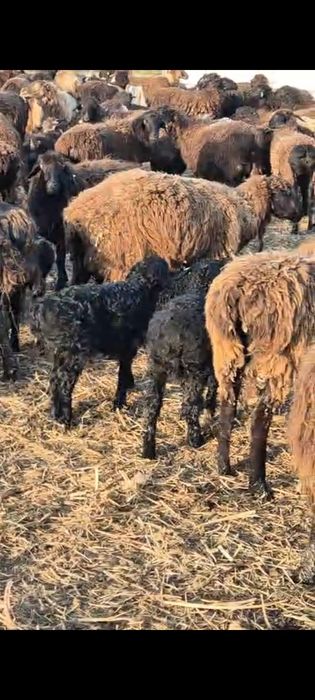 Продам маточное поголовье баранов