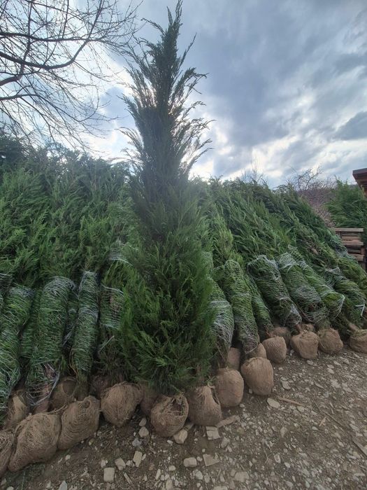 Leylandii Chiparos