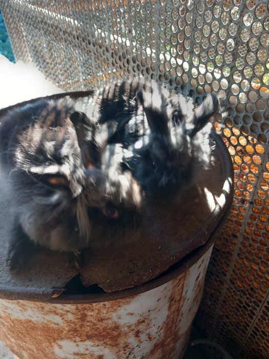 Vând iepuri pereche