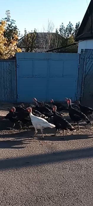 Продам индуков молодых