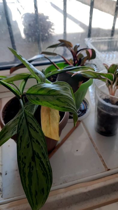 Комнатные цветы разные