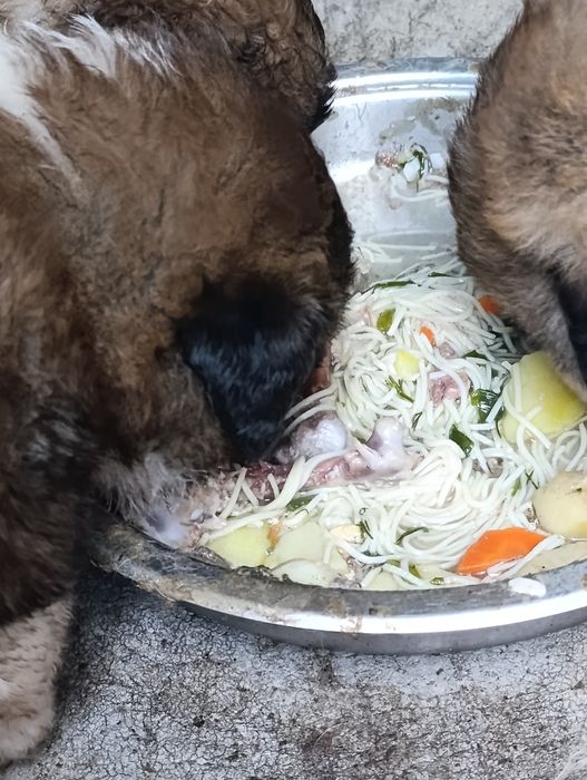 Московская сторожевая