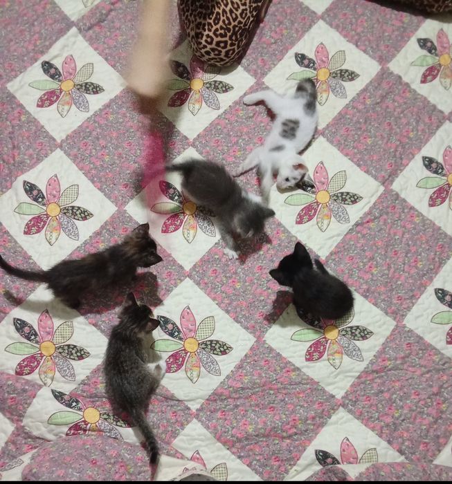 Отдам котят даром в хорошие руки