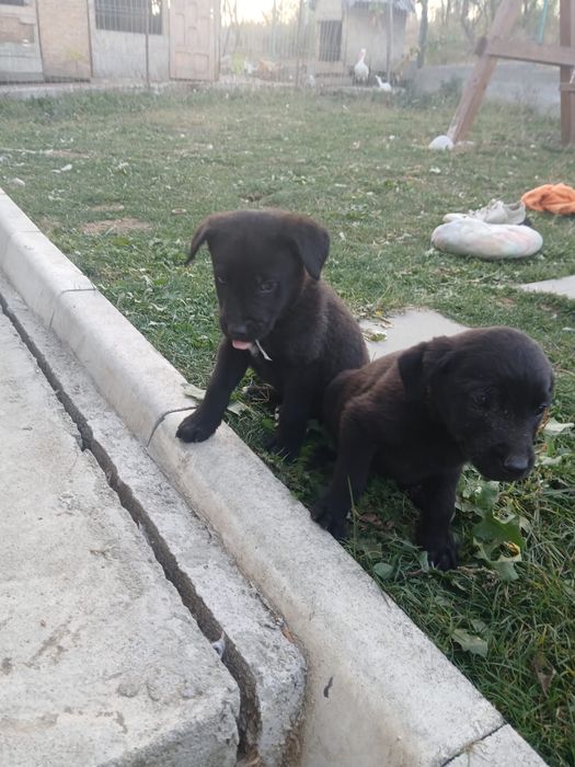 Donez căței metiși Malinois – Labrador