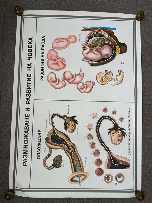 Учебни Медицински Плакати Постери