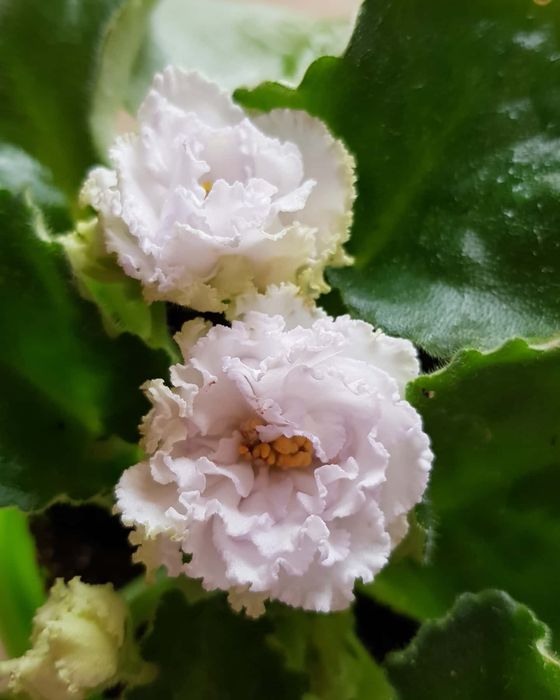 Детки сортовых фиалок