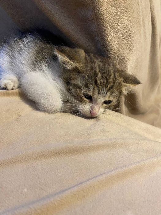 Котёнок чистый и домашний