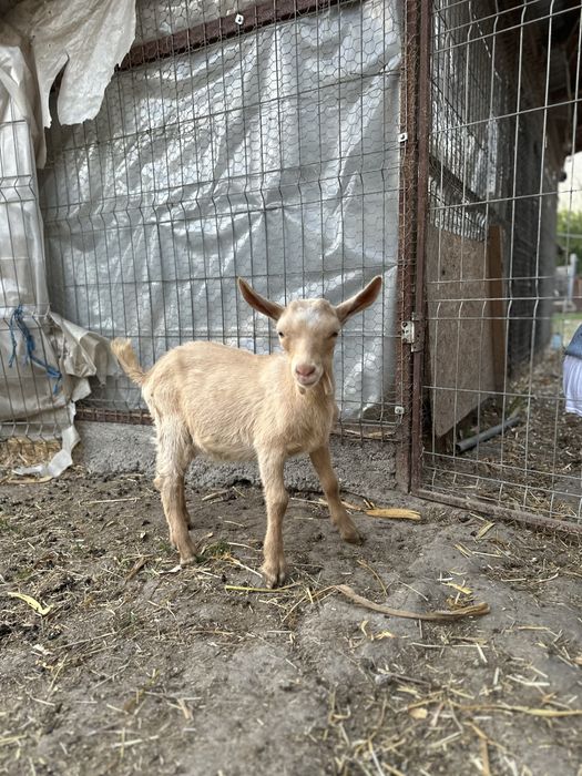 Disponibil tapisor metis alpin francez cu saanen