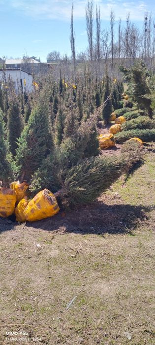 Туя и можжевельник