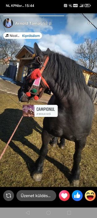 O iapă bun devânzare