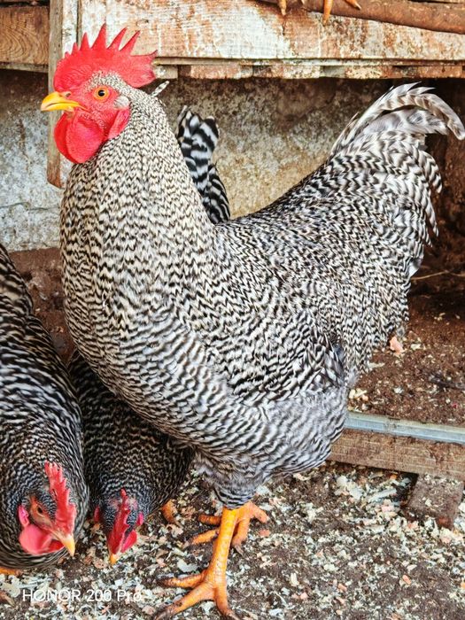 Разплодни яйца от Амрок