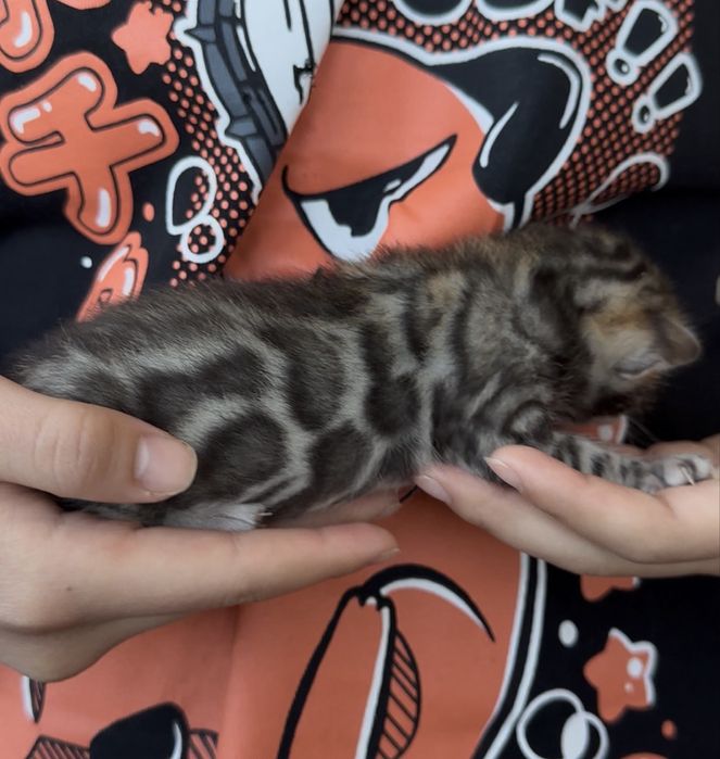 Бенгальские котята