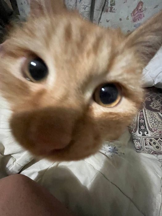 Кот мальчик рыжий