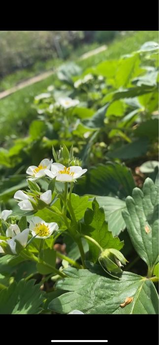 Продам саженцы клубники