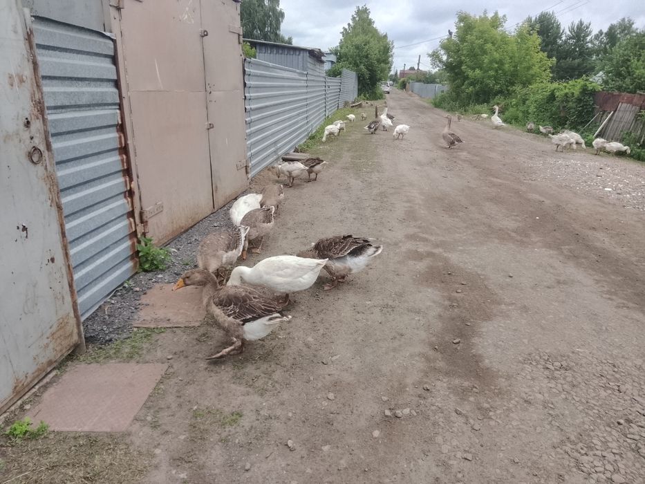 Продам продам гусят