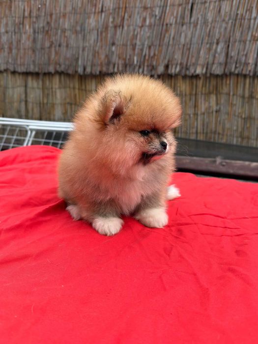 Fetita pomeranian