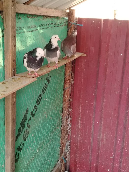 Vand porumbei birmingham