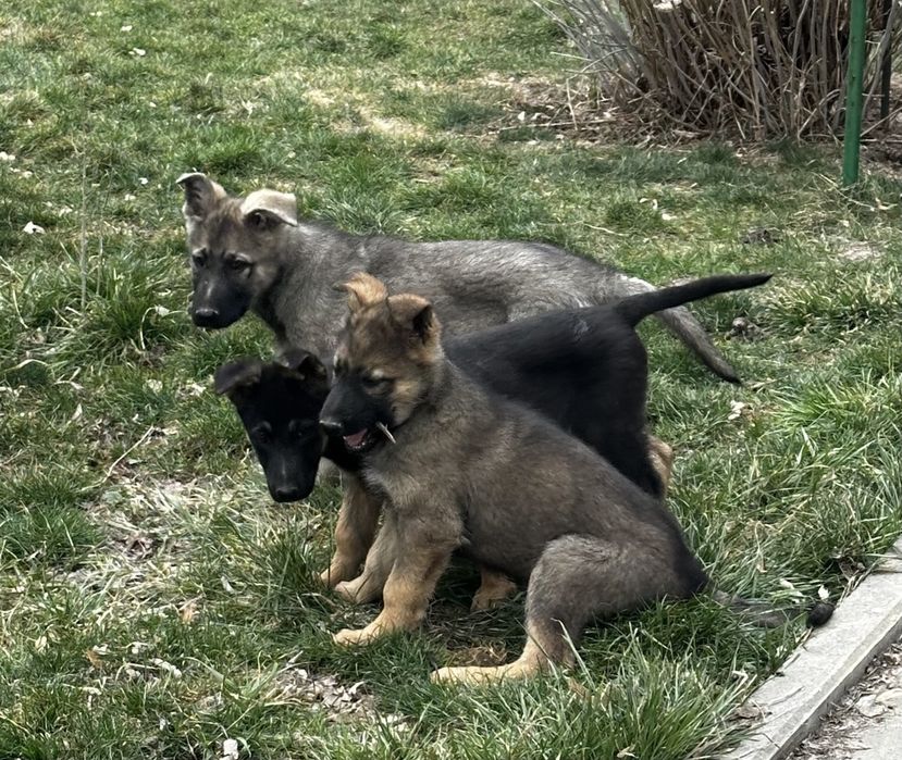 Продажа щенков ВЕО