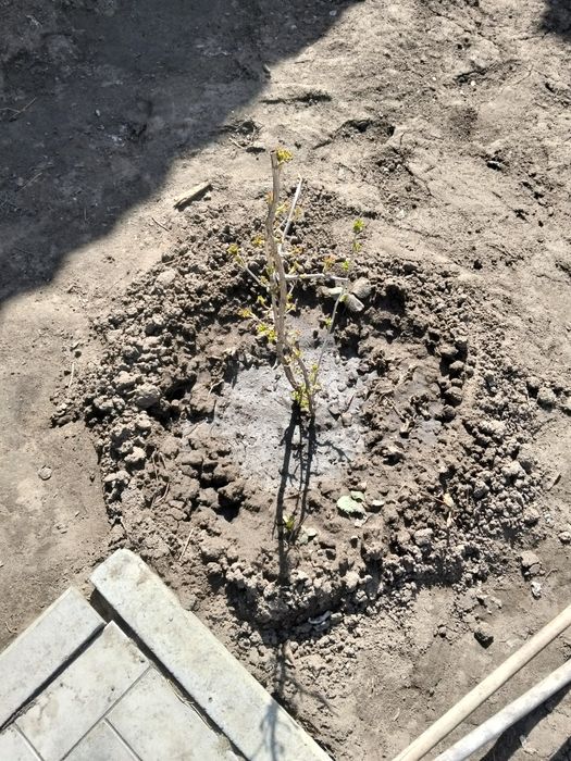 Кусты смородины.