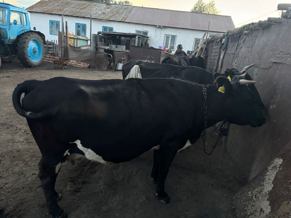 Продаю корову (дойная)