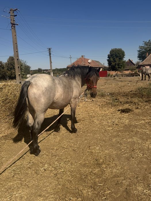 Caii de vanzare judetul arad