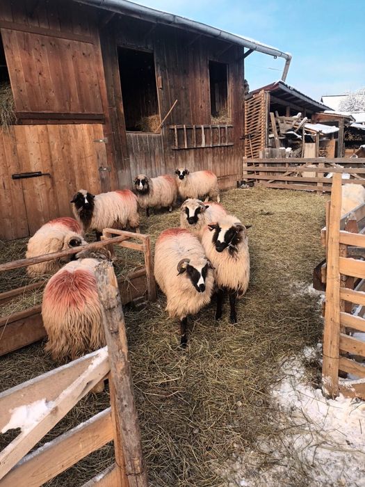 Vand sau schimb berbecut de anul trecut