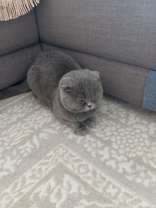 Отдам добрую и ласковую кошечку