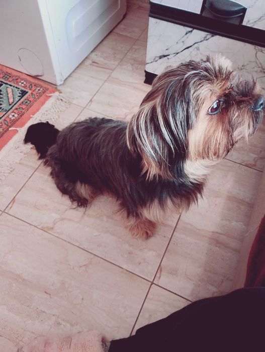 Продава се Сладко и послушно Айки