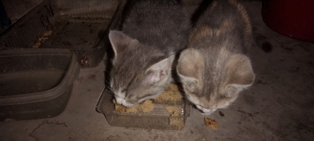 Котята, меньше месяца