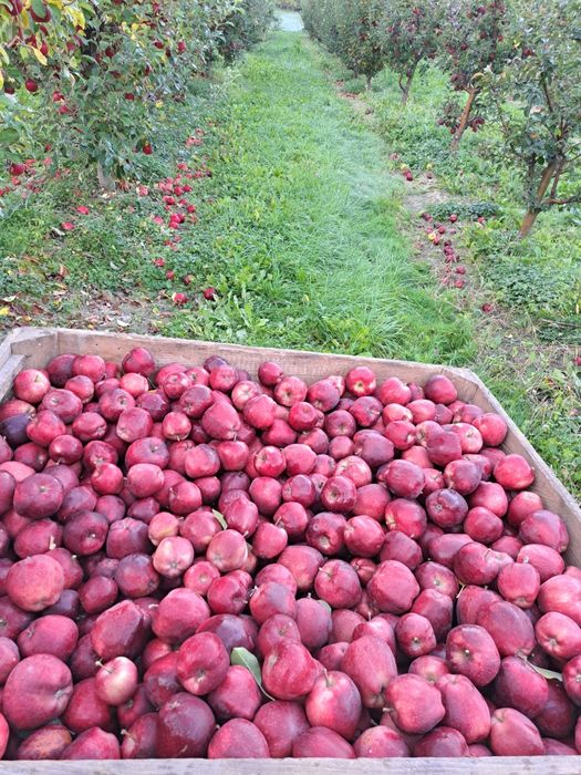 Vând mere calitate superioară