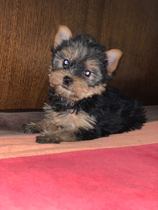 Yorkshire terrieri băiețel