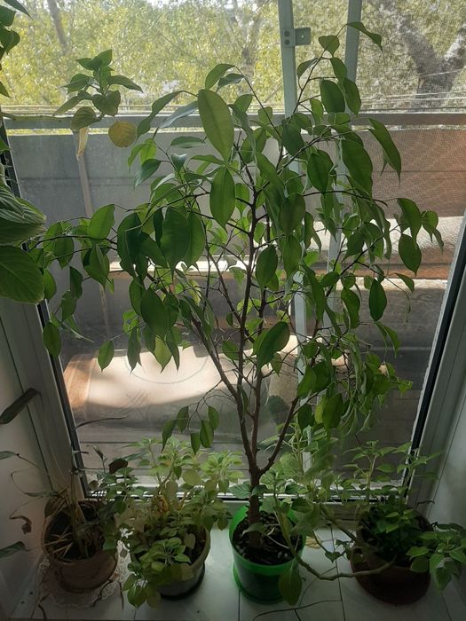 Продам фикус Бенджамина