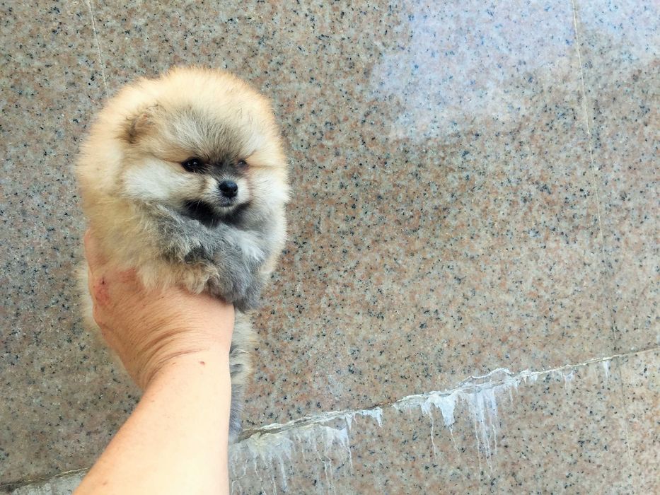 Померан мини Померанчета