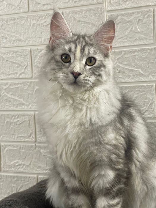 Maine Coon cu părinții campion.