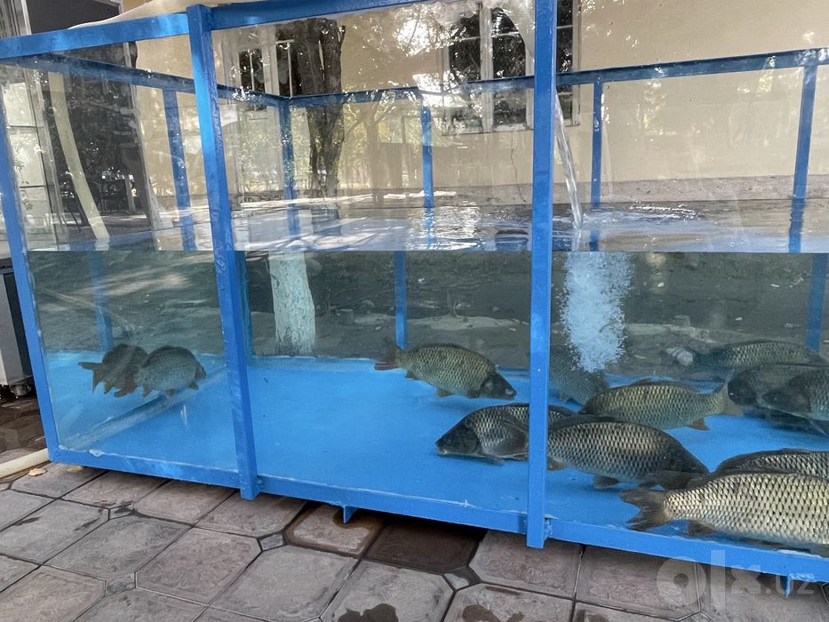 Akvarium buyurtma asosida yasab beramiz