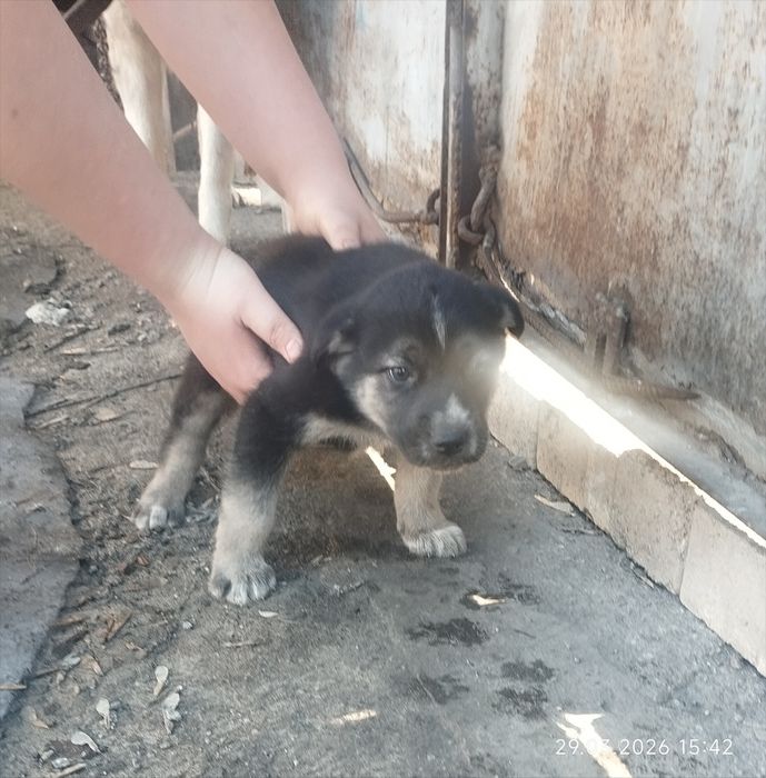 Щенки помесь хаски