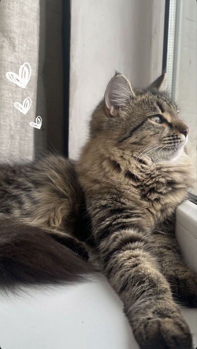 Кошечка Николь , 8 месяцев