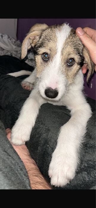 Catelus -baiat- terrier