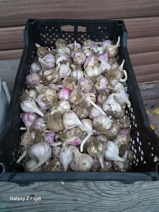 Продам. Чеснок. Домашний