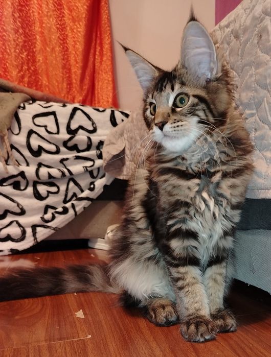 Fetița, rasa pura Maine Coon