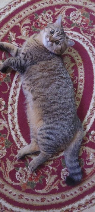 Шиншила зотдор мушук/Кошки