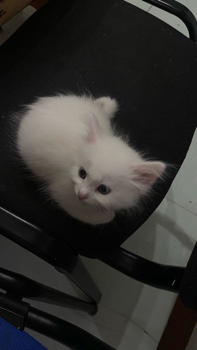 котенок мальчиккк